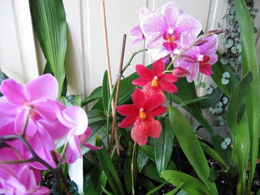  ( Orchideen )