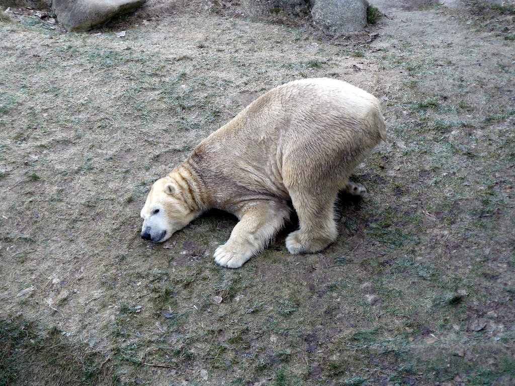 Eisbär Vitus