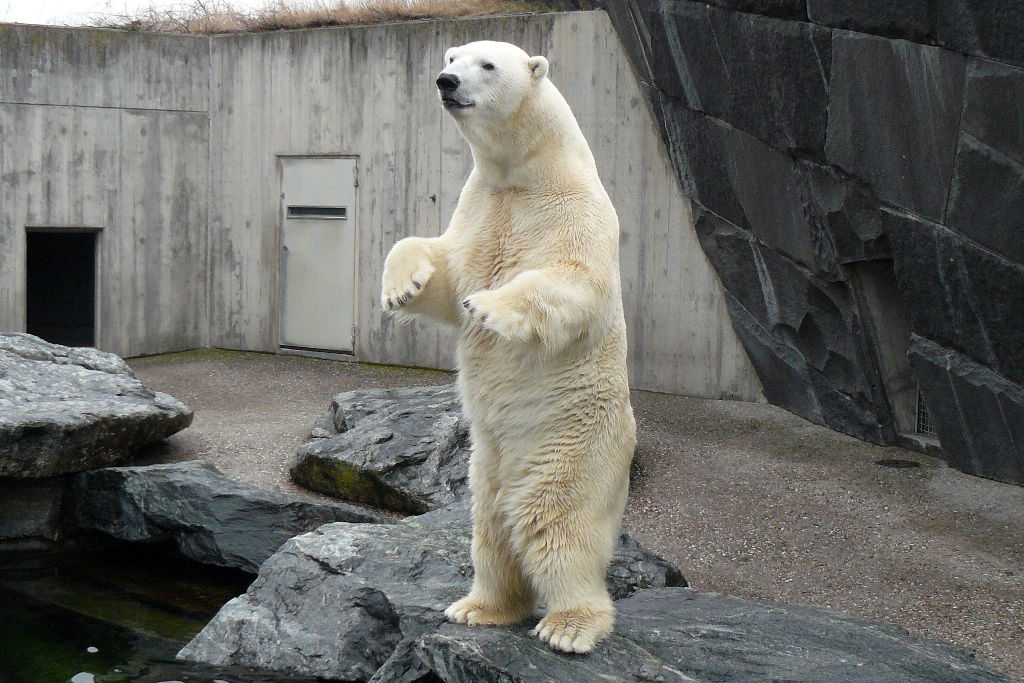 eisbär anton